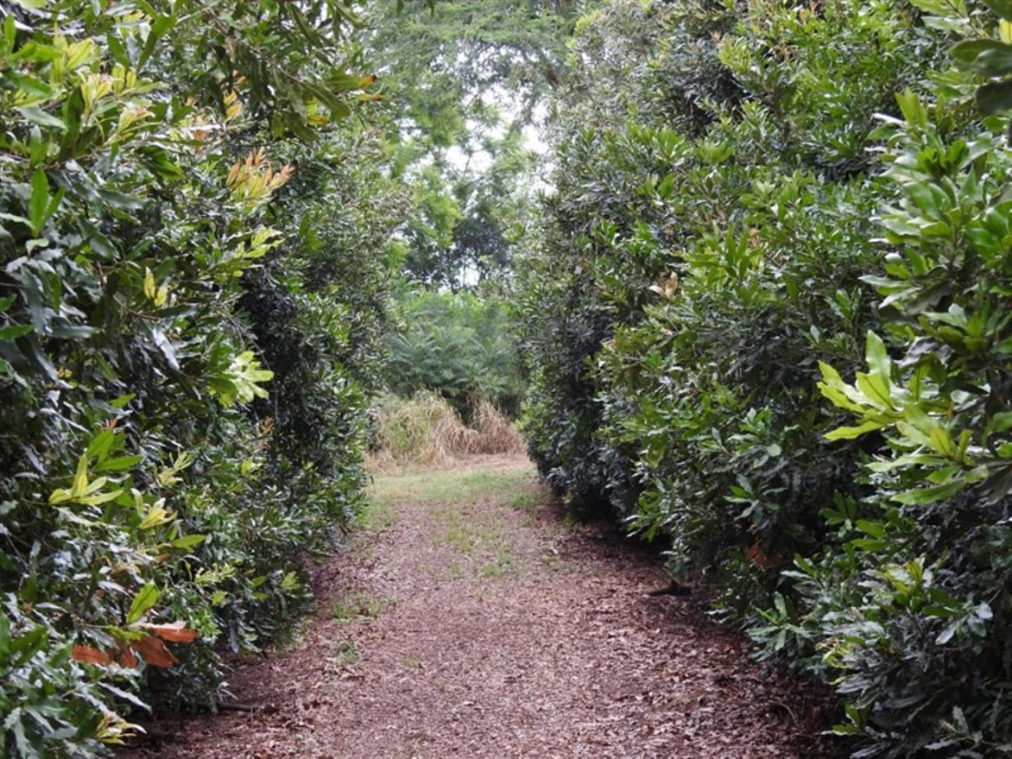 Farm for Sale in White River AH, White River 566898